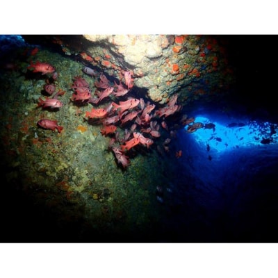 PADIダイビング講習アドバンスコース(1.5日eラーニング)【恩納村ラグーン】