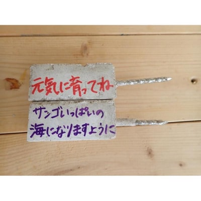 サンゴ植付け代行サービス2株【恩納村ラグーン】