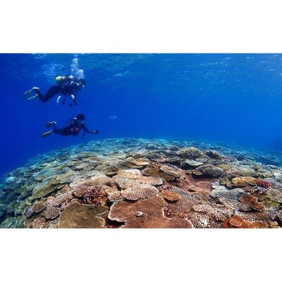 万座近海ファンダイビング中級3DIVE【恩納村ラグーン】