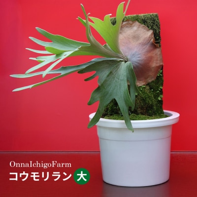 【OnnaIchigoFarm】コウモリラン　大 沖縄 コウモリラン ビカクシダ 室内植物 屋外植物