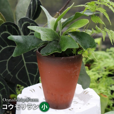 【OnnaIchigoFarm】コウモリラン　小 沖縄 コウモリラン ビカクシダ 室内植物 屋外植物