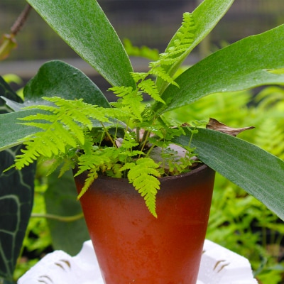 【OnnaIchigoFarm】コウモリラン　小 沖縄 コウモリラン ビカクシダ 室内植物 屋外植物
