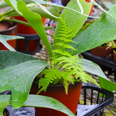 【OnnaIchigoFarm】コウモリラン　小 沖縄 コウモリラン ビカクシダ 室内植物 屋外植物