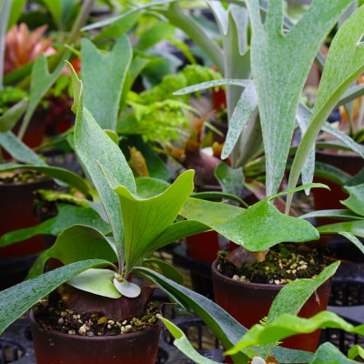 【OnnaIchigoFarm】コウモリラン　小 沖縄 コウモリラン ビカクシダ 室内植物 屋外植物
