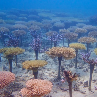 ボートで行く!ファンダイビング(2Dive)