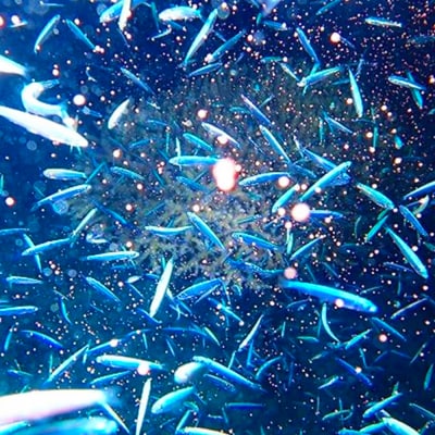 ボートで行く!ファンダイビング(2Dive)