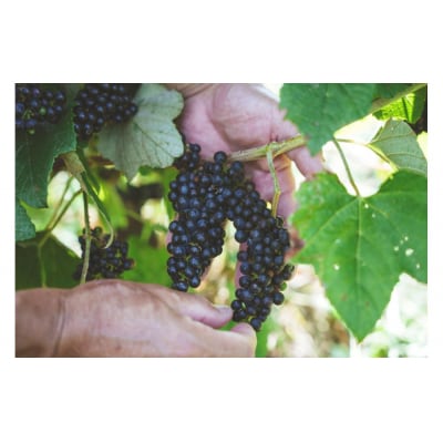 沖縄山葡萄種リュウキュウガネブ100%ワイン&リキュール【涙Nadaシリーズ】