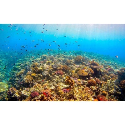 サンゴと生き物の楽園!魅力いっぱい恩納村ファンダイビング(2DIVE)1名様