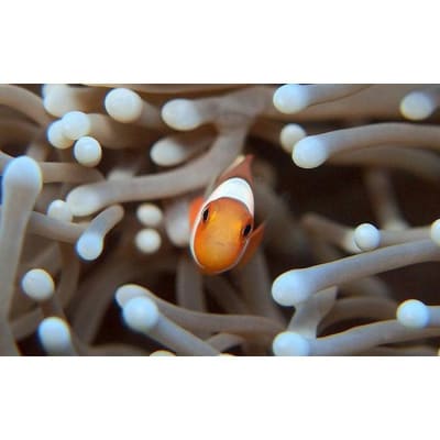 サンゴと生き物の楽園!魅力いっぱい恩納村ファンダイビング(2DIVE)1名様