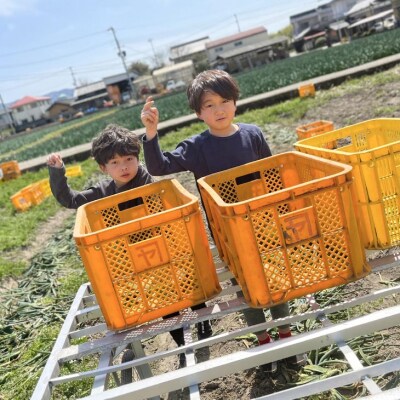 【オニオン魂】 淡路島新たまねぎ　5kg　◆配送4月上旬～