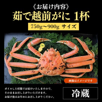 【先行予約】【3月発送限定】茹で越前がに 1杯 750g～900g