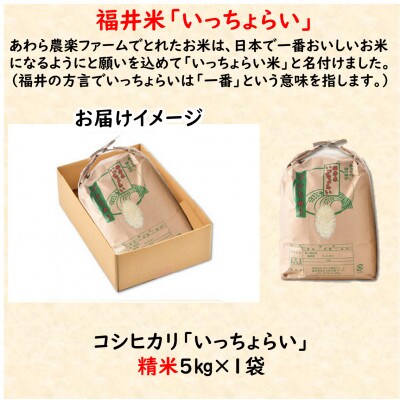 【令和6年産】「いっちょらい」 福井県産 コシヒカリ 精米 5kg