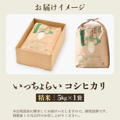 【令和7年産】 【一等米】コシヒカリ 精米 5kg 「いっちょらい」