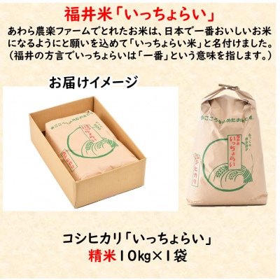 【令和6年産】「いっちょらい」 福井県産 コシヒカリ 精米 10kg×1袋