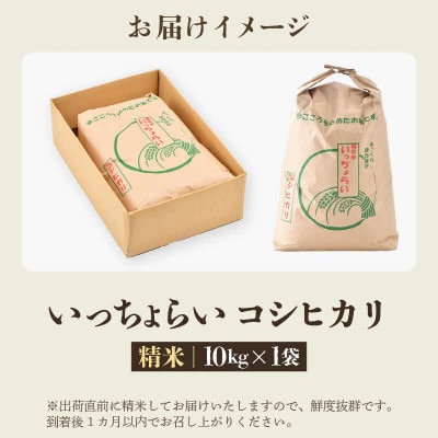 【令和7年産】 【一等米】コシヒカリ 精米 10kg 「いっちょらい」