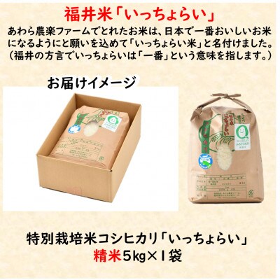 【令和5年産】特別栽培米 「いっちょらい」 福井県産 コシヒカリ 精米 5kg
