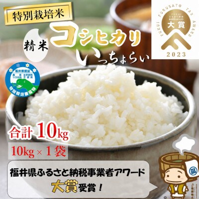 【令和8年産】特別栽培米 コシヒカリ 精米 10kg「いっちょらい」