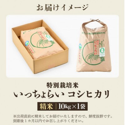 【令和8年産】特別栽培米 コシヒカリ 精米 10kg「いっちょらい」