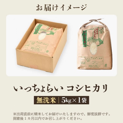 【令和7年産】 【一等米】コシヒカリ 無洗米 5kg 「いっちょらい」