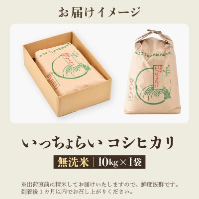 【令和7年産】 【一等米】コシヒカリ 無洗米 10kg 「いっちょらい」