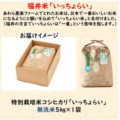 【令和5年産】特別栽培米 「いっちょらい」 福井県産 コシヒカリ 無洗米 5kg