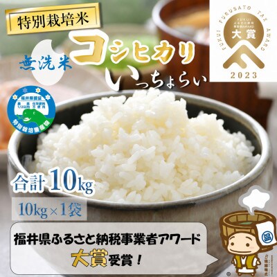 【令和8年産】特別栽培米 コシヒカリ 無洗米 10kg「いっちょらい」