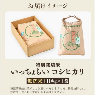 【令和8年産】特別栽培米 コシヒカリ 無洗米 10kg「いっちょらい」