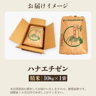 【令和7年産】 【一等米】ハナエチゼン 精米 10kg 《発送直前精米!》