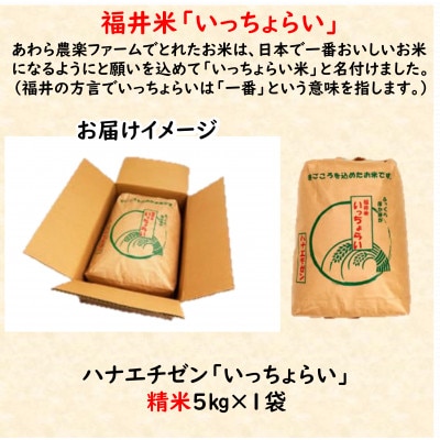 【令和8年産】 【一等米】ハナエチゼン 精米 5kg 《発送直前精米!》