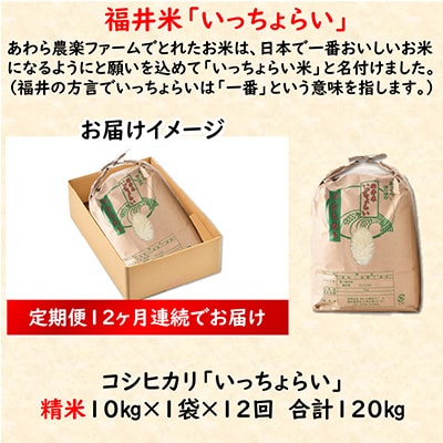 【毎月定期便】「いっちょらい」 福井県産 コシヒカリ 精米 10kg 全12回