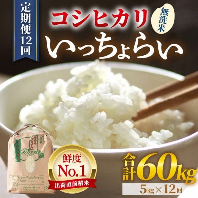 【毎月定期便】【一等米】コシヒカリ 無洗米 5kg 「いっちょらい」全12回