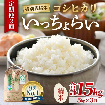 【毎月定期便】特別栽培米 コシヒカリ 精米 5kg「いっちょらい」全3回