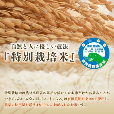 【毎月定期便】特別栽培米 コシヒカリ 精米 5kg「いっちょらい」全3回
