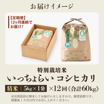 【毎月定期便】特別栽培米 コシヒカリ 精米 5kg「いっちょらい」全12回