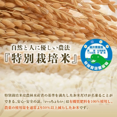 【毎月定期便】特別栽培米 コシヒカリ 無洗米 5kg「いっちょらい」全6回