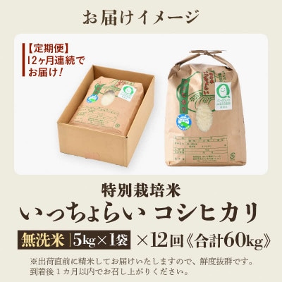 【毎月定期便】特別栽培米 コシヒカリ 無洗米 5kg「いっちょらい」全12回