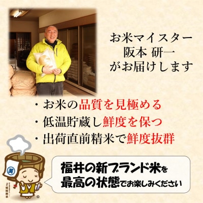 【令和6年産】いちほまれ 無洗米 2kg×3袋(計6kg)《発送直前に精米!》