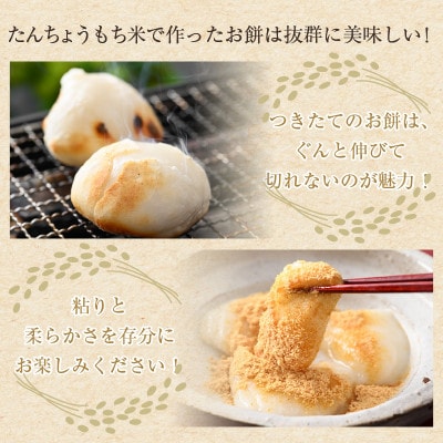 たんちょうもち米 1.5kg×3袋(計4.5kg)精米 ≪希少!お餅作りに最良≫