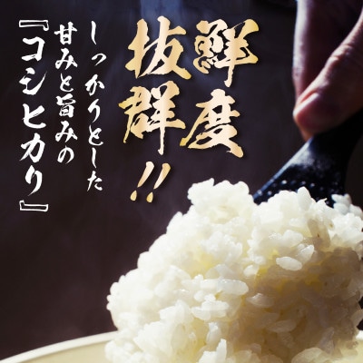 【令和7年産】コシヒカリ 精米 10kg×1袋 《お米マイスターが発送直前に精米!》