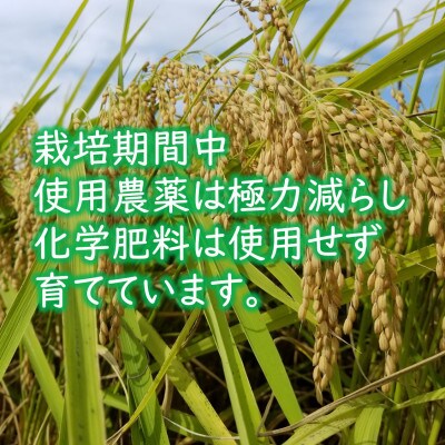 【令和5年産】栽培期間中化学肥料不使用コシヒカリ 精米 4kg(1kg×4パック)【真空パック】