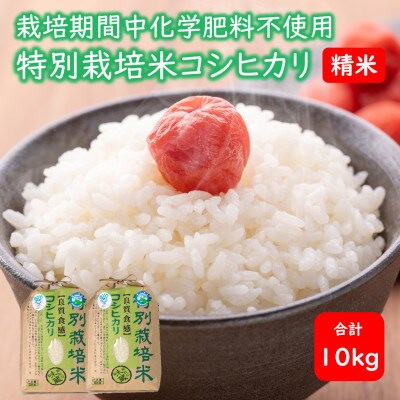 【令和5年産】 栽培期間中化学肥料不使用コシヒカリ  精米10kg(5kg×2袋)
