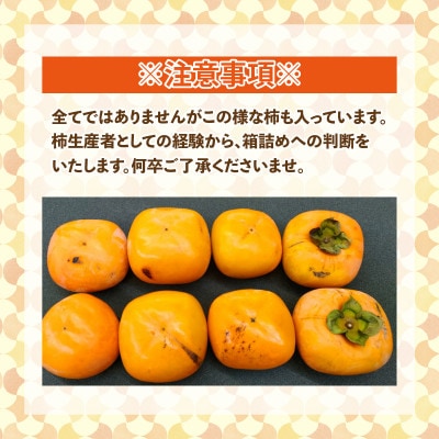 【訳あり】甘みすっきり!あわらのたねなし柿 約3.5kg(18個入)(ご家庭用)