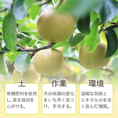 【先行予約】上野梨園の豊水梨 4〜8玉入 約3kg 4L～6L【秀品】《数量限定》梨園直送!