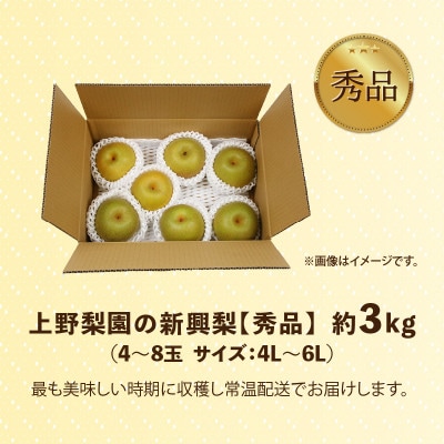 【先行予約】上野梨園の新興梨 4～8玉入 約3kg 4L～6L【秀品】《数量限定》梨園直送!