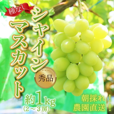 【先行予約】上野梨園のシャインマスカット 約1kg【朝採れ】【秀品】【種なし】農園直送
