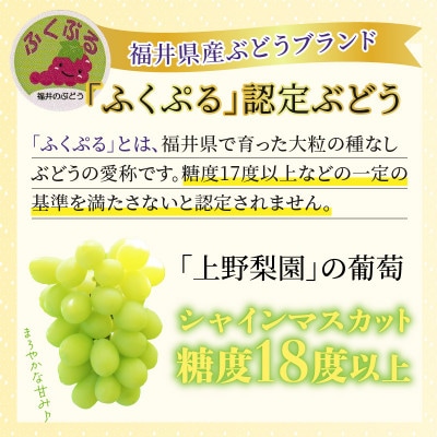 【先行予約】上野梨園のシャインマスカット 約1kg【朝採れ】【秀品】【種なし】農園直送