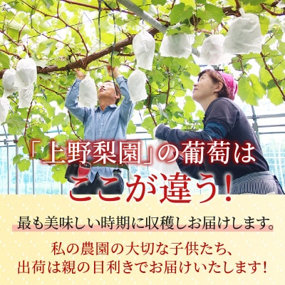 【先行予約】上野梨園のシャインマスカット 約1kg【朝採れ】【秀品】【種なし】農園直送