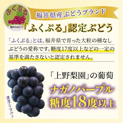 【先行予約】上野梨園のナガノパープル 約1kg 【朝採れ】【秀品】【種なし】農園直送