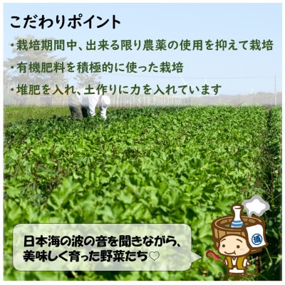 農家直送 旬の野菜セット 7品目以上 1箱