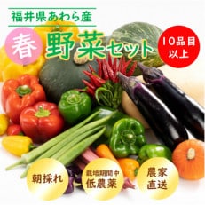 農家直送 春野菜セット 1箱 10品目以上 《元気に育った新鮮野菜!》